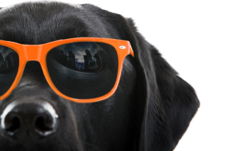 Dog-glasses