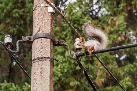 Squirrel_cable