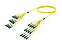 UJGQXQXTL [TRUNK MPO08 96F MPO - MPO SM]